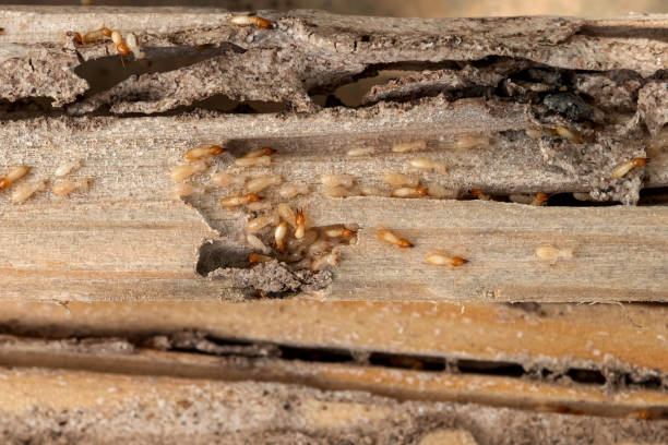Best Commercial Pest Control Services  in North Rock Springs, WY